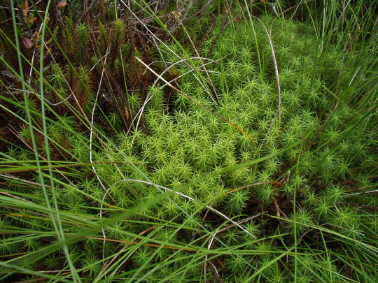 Thorne Moors: Thorne Moors